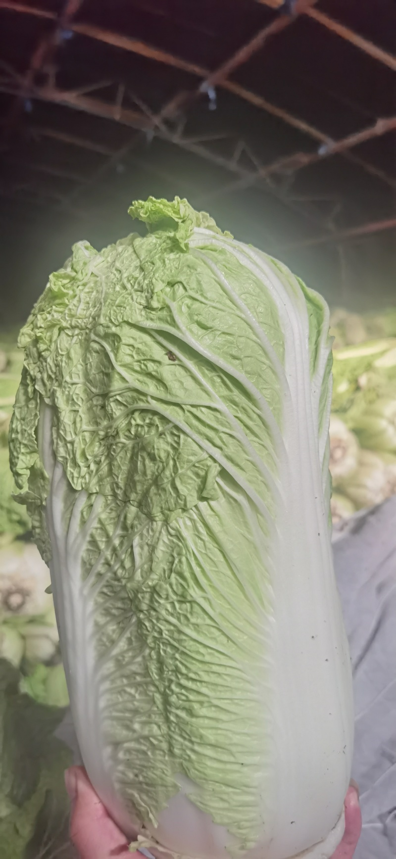 窖藏玉菜大量上市中