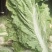 窖藏玉菜大量上市中