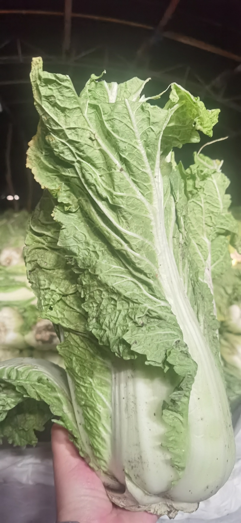 窖藏玉菜大量上市中