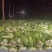 窖藏玉菜大量上市中