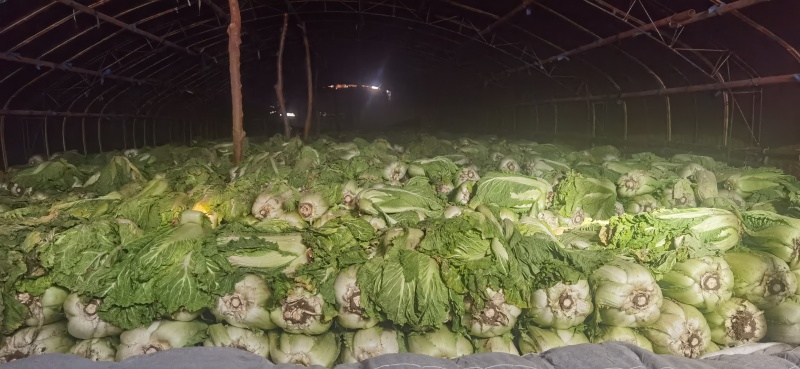 窖藏玉菜大量上市中