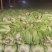 窖藏玉菜大量上市中