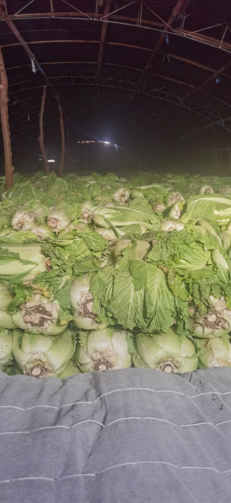 窖藏玉菜大量上市中