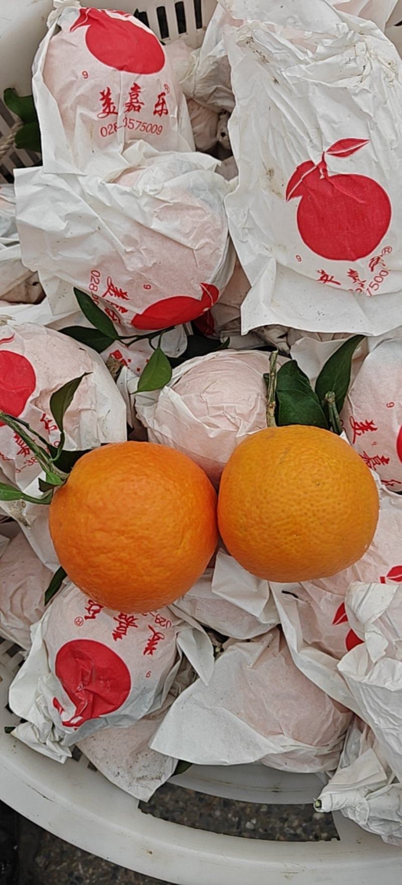 丹棱县爱媛果冻橙