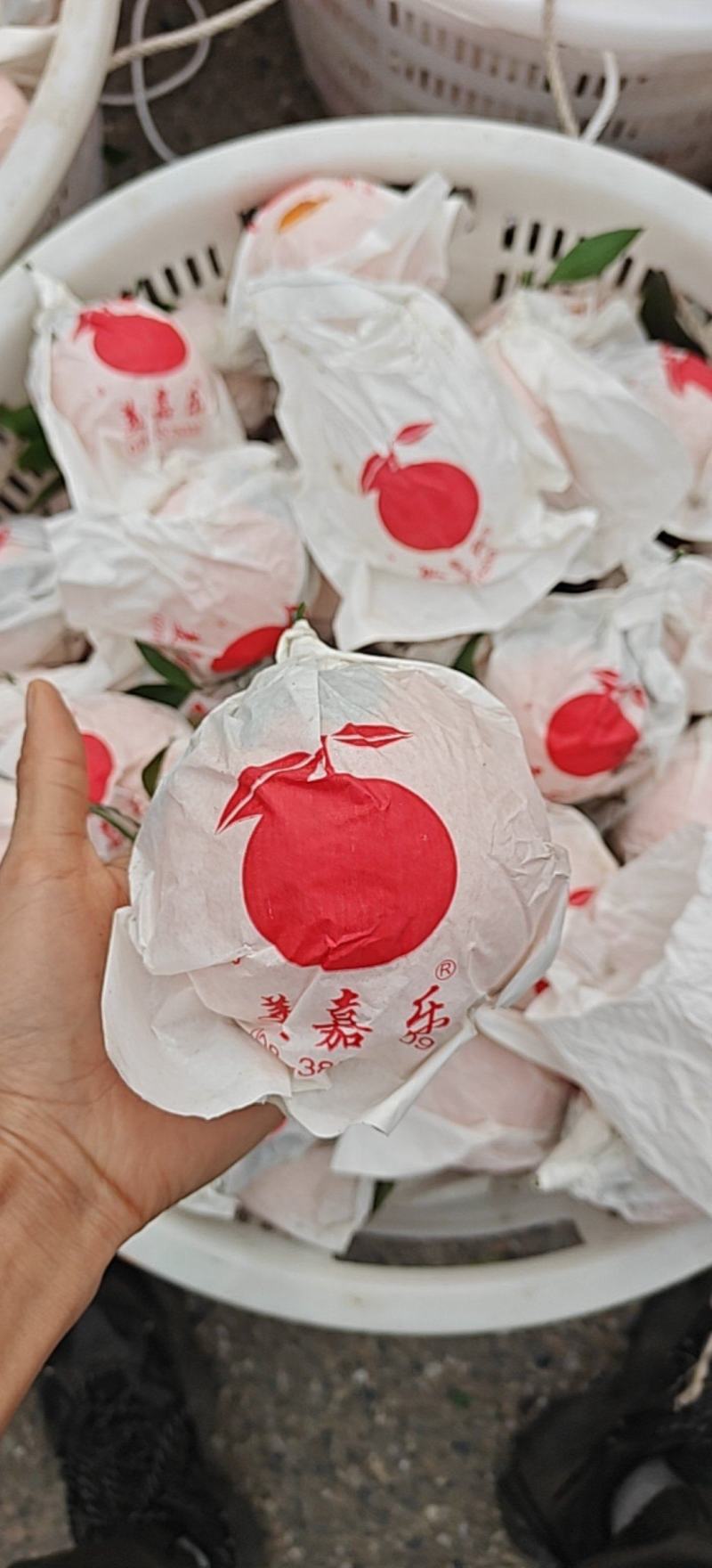 丹棱县爱媛果冻橙