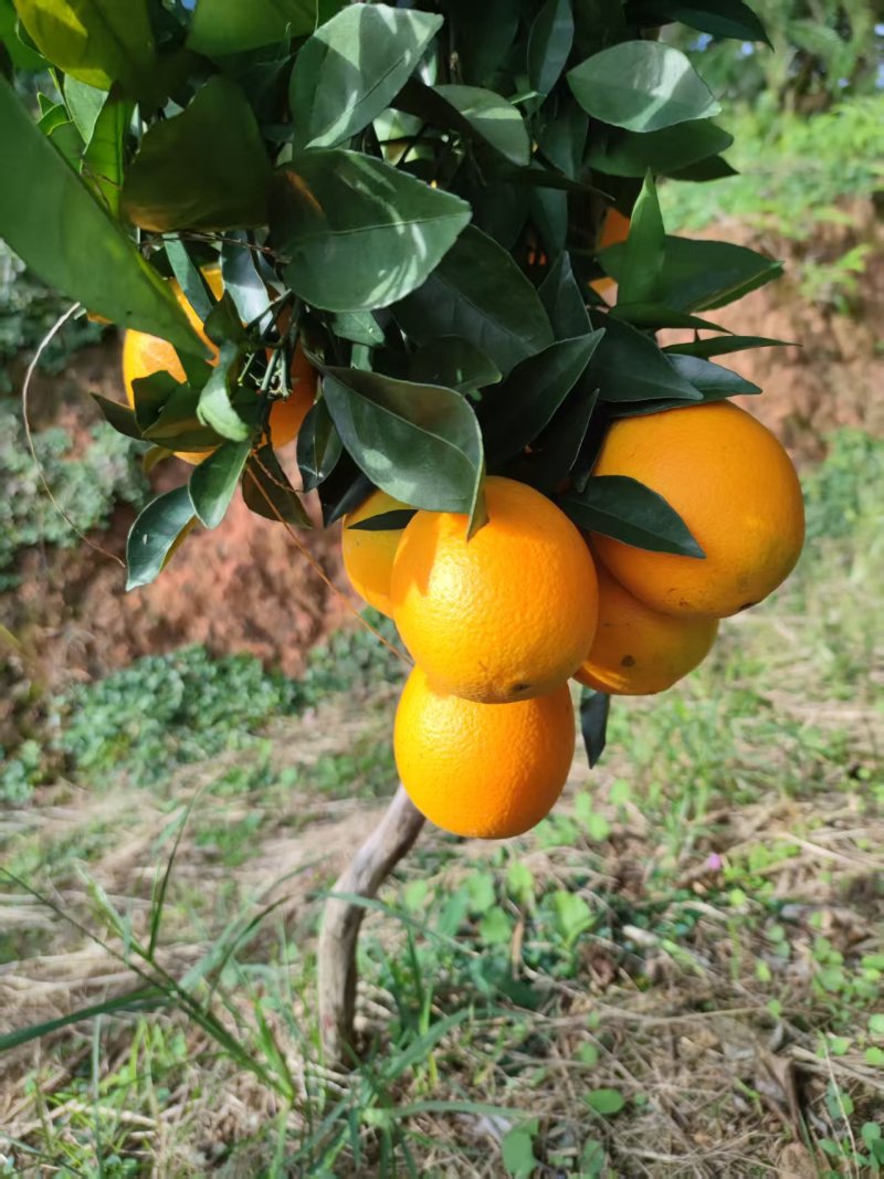 精品脐橙赣南脐橙一手货源量大从优质量保证欢迎咨询
