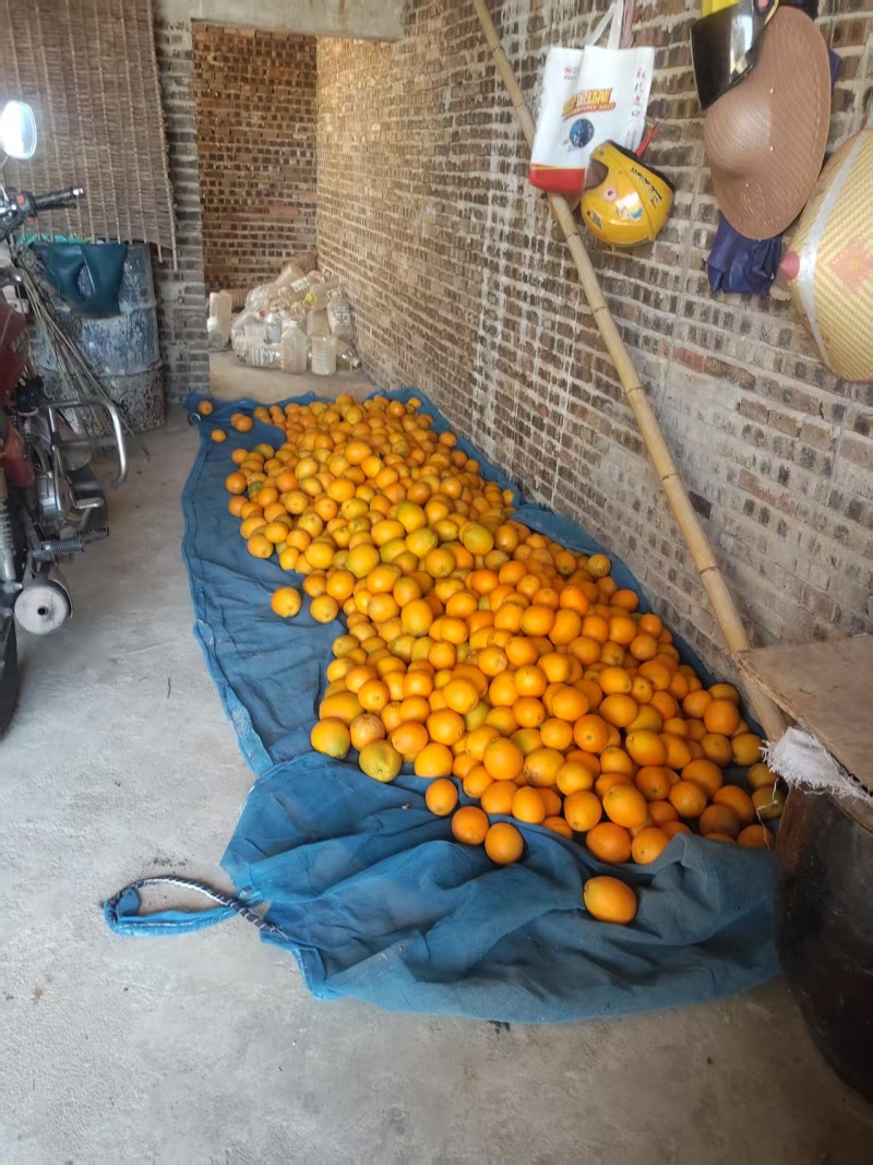 精品脐橙赣南脐橙一手货源量大从优质量保证欢迎咨询