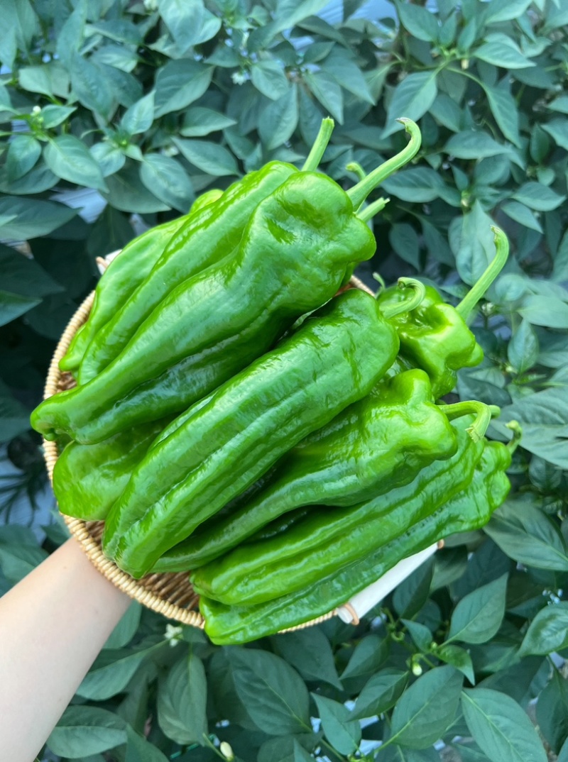 江苏东台薄皮青椒.