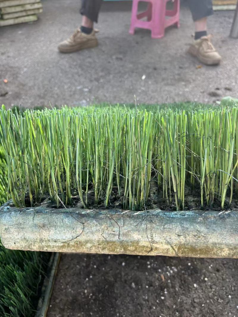 蒜苗种苗规格全质量好基地直供量大从优