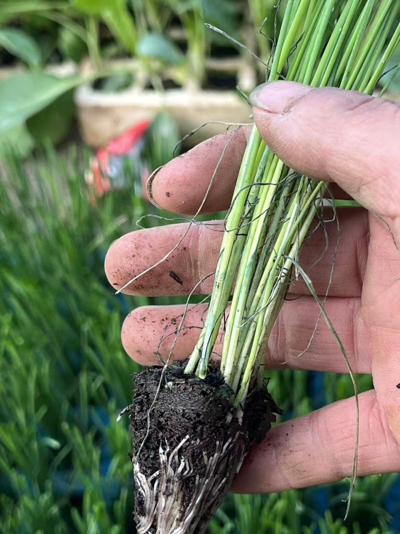 蒜苗种苗规格全质量好基地直供量大从优
