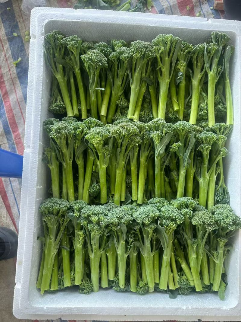 西兰苔基地直供，高端食材！！！！！！