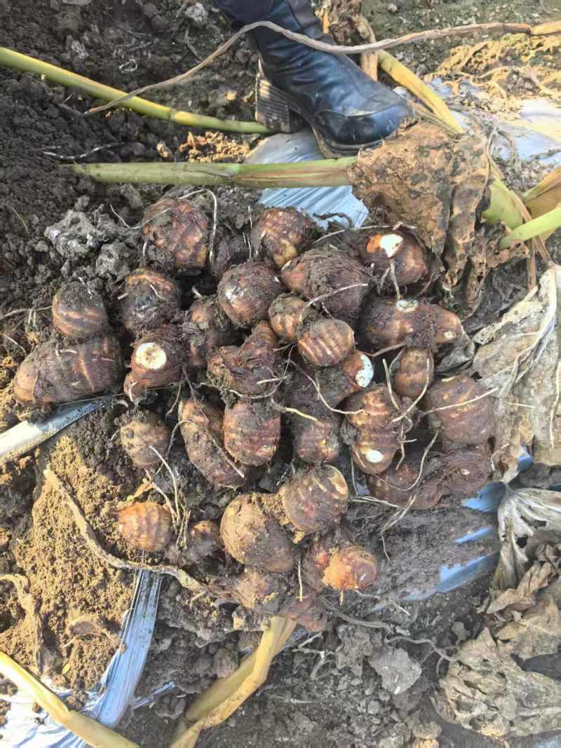 芋头，保质保量，量大价优，产地直发，欢迎各位老板咨询