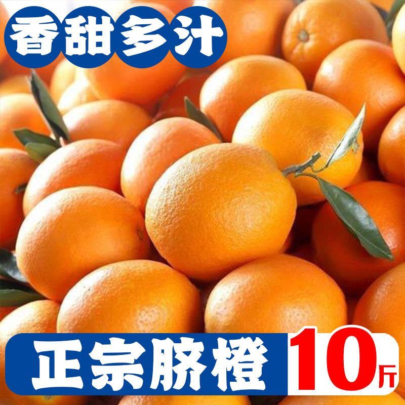 新鲜橙子现摘当季脐橙薄皮甜橙应季水果脐橙批发
