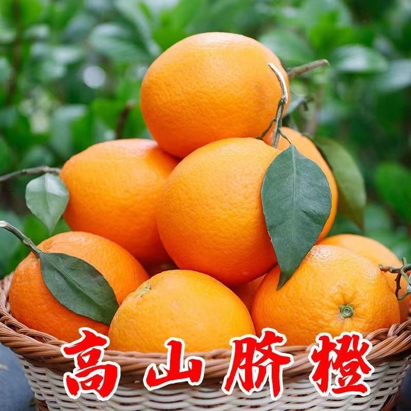 新鲜橙子现摘当季脐橙薄皮甜橙应季水果脐橙批发