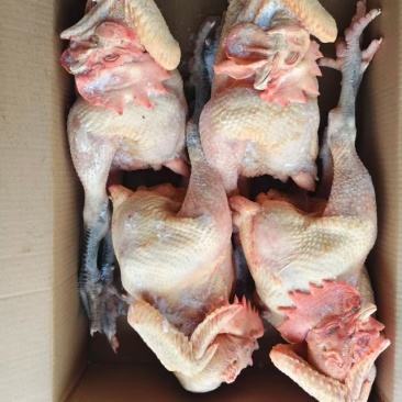 一级黑凤大公鸡