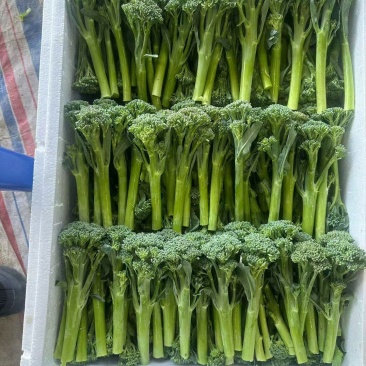 西兰苔基地直供，高端食材！！！！！！