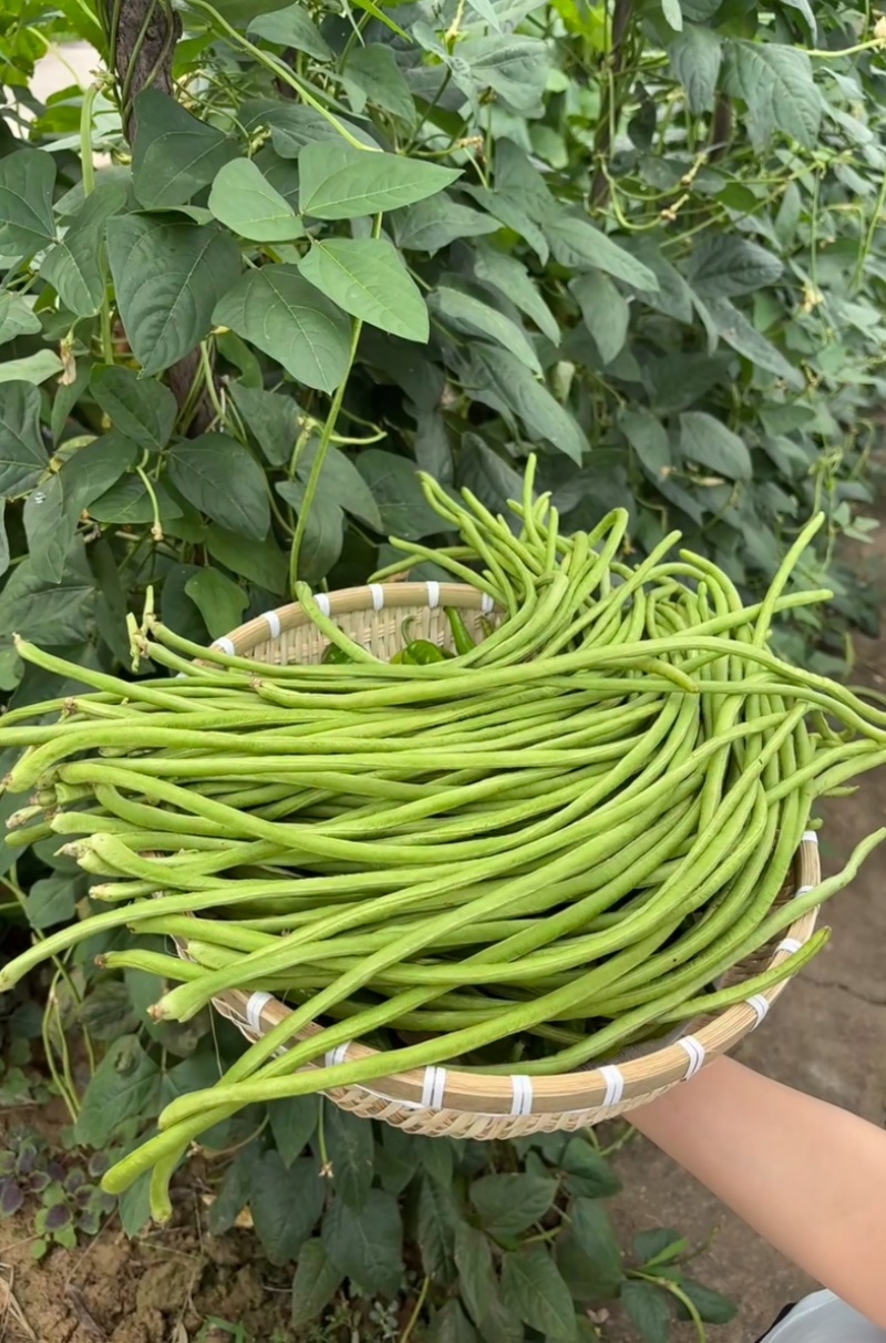 江苏东台长豇豆.