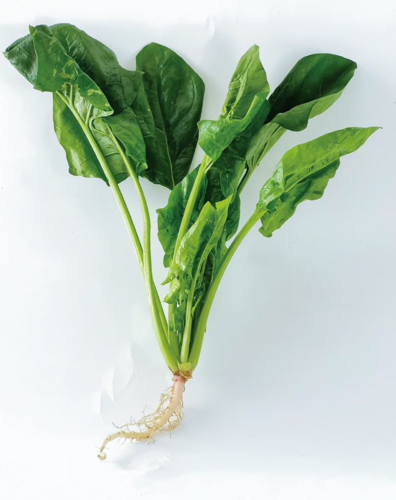 江苏东台有根菠菜.