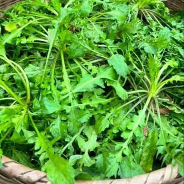 江苏东台荠菜.