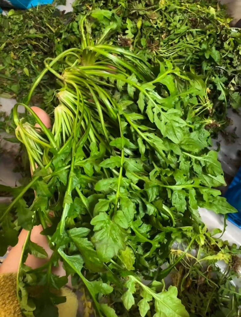 江苏东台荠菜.