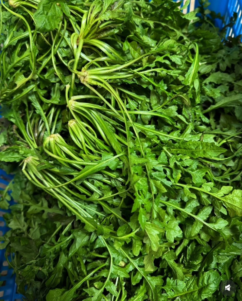 江苏东台荠菜.