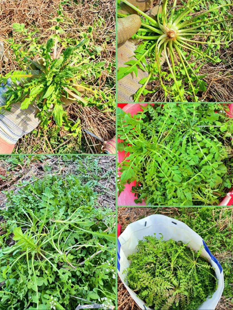 江苏东台荠菜.