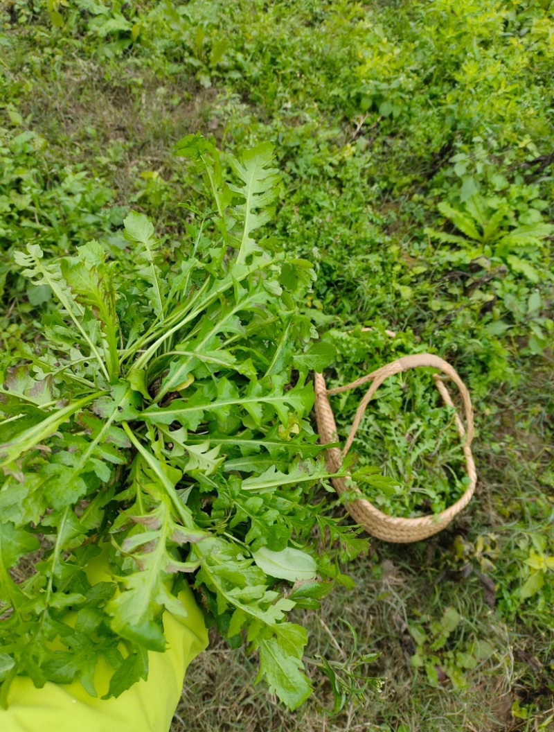 江苏东台荠菜.