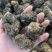产地直发丽江黑玛咖玛卡干果干片人工挑选