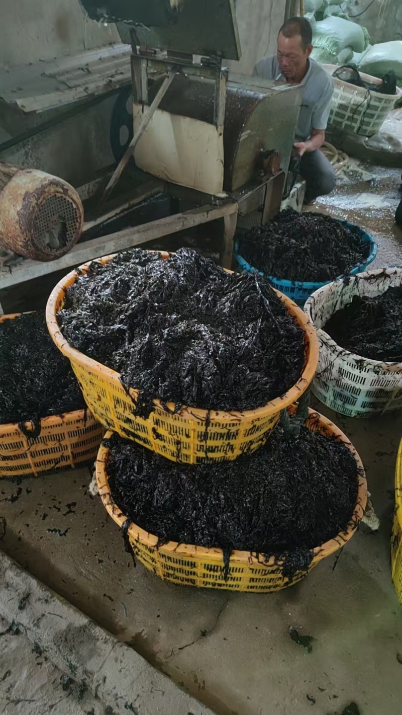 头水紫菜产地直发保质保量营养丰富量大优惠对接全国