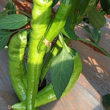 大棚辣椒黄皮
