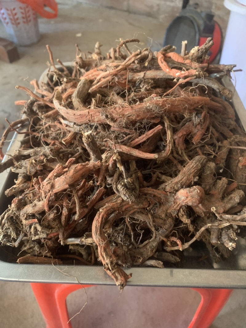 云南野生紫丹参水洗丹参条