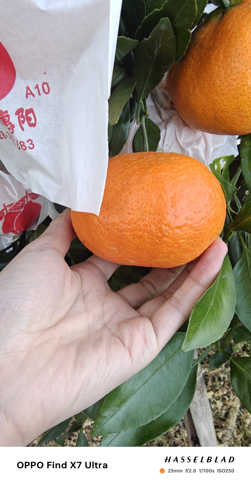 {四川绵阳}柑橘新品套袋甘平柑橘产地直销支持选果欢迎选购