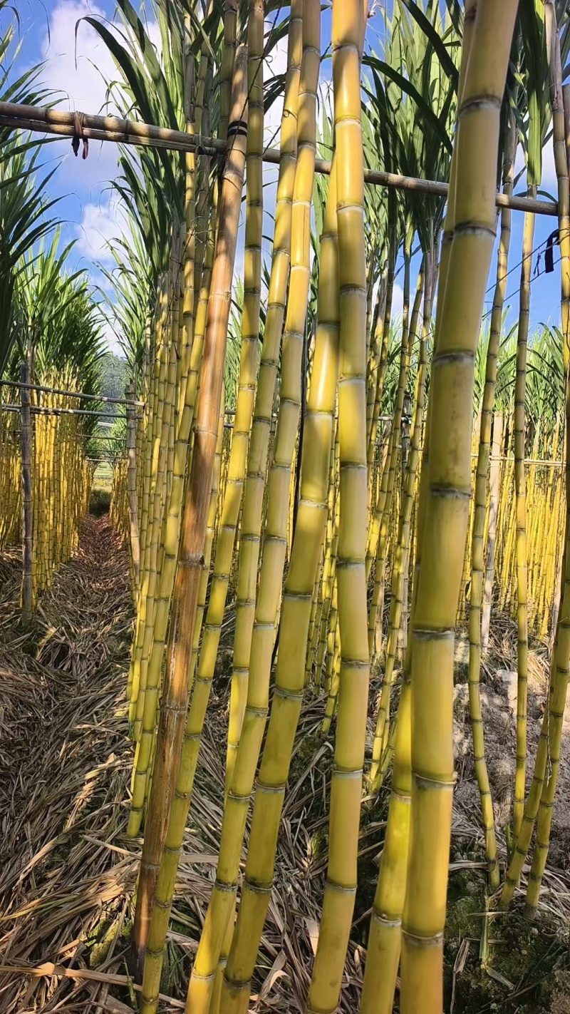 黄皮甘蔗，黄金甘蔗清甜可口价格美丽整车有货价格公道热卖