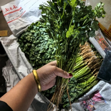 铁杆香菜