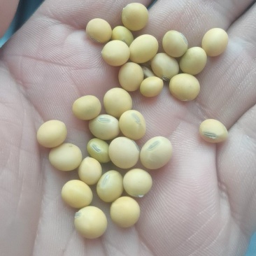 黄豆25年新豆埝埂豆