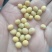 黄豆25年新豆埝埂豆