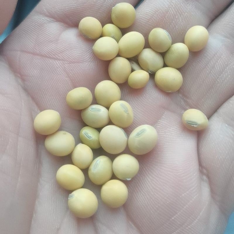 黄豆25年新豆埝埂豆