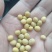 黄豆25年新豆埝埂豆