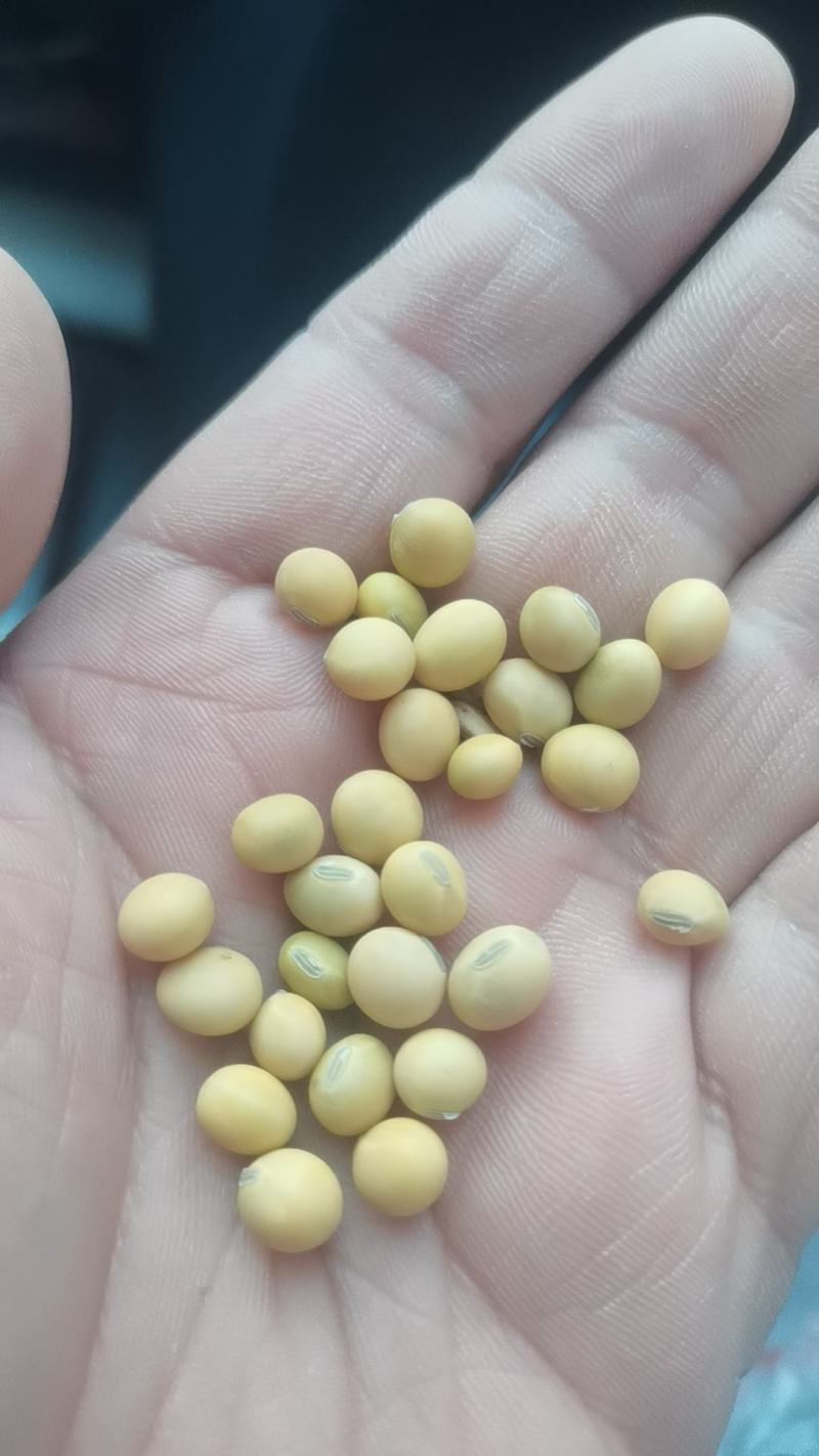 黄豆25年新豆埝埂豆