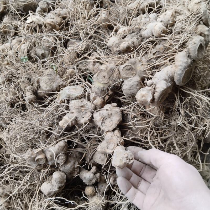 多花姜型黄精