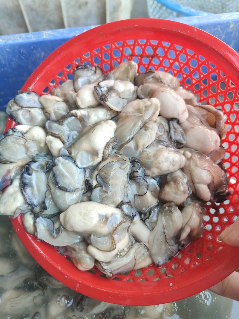 生蚝肉，牡蛎肉，源头直发，餐饮店，连锁店，二批欢迎对接