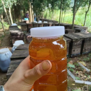 现货九龙藤蜂蜜纯真41度多千斤批发走货，有意向找我加微信