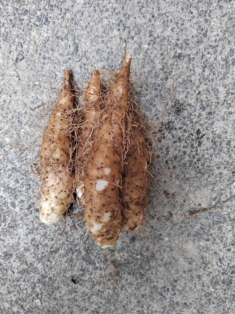 广东潮汕姜薯