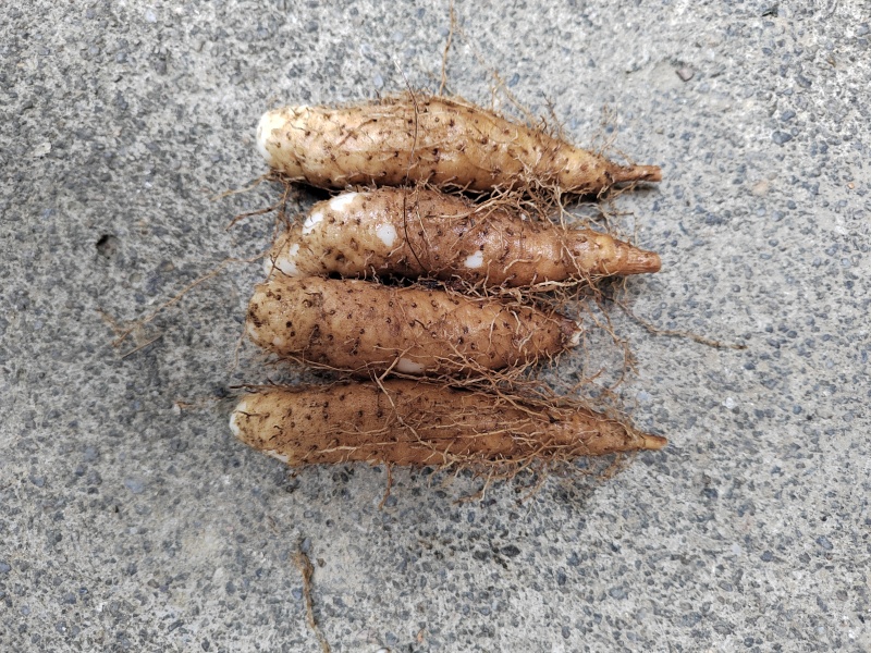 广东潮汕姜薯