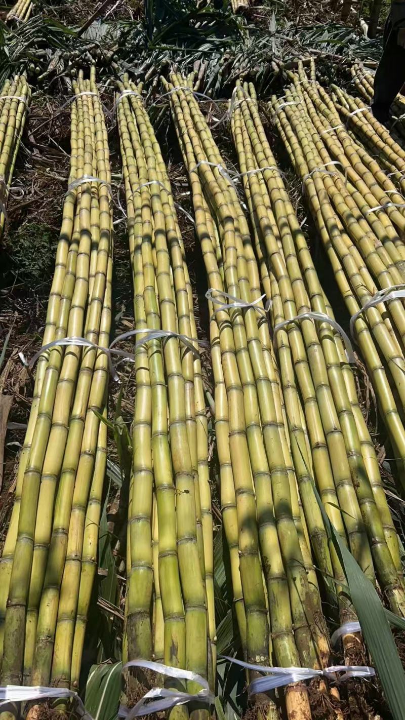 （热卖）云南黄皮甘蔗黄金甘蔗清甜可口价格公道质量好走货快