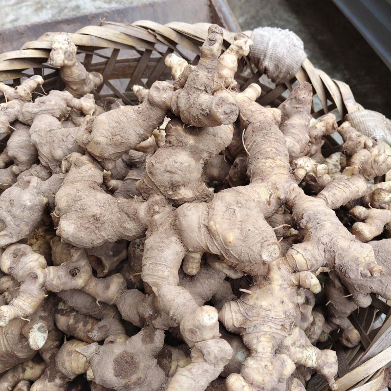 黄精又名老虎姜含有多种维生素