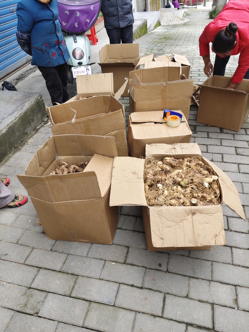 黄精又名老虎姜含有多种维生素