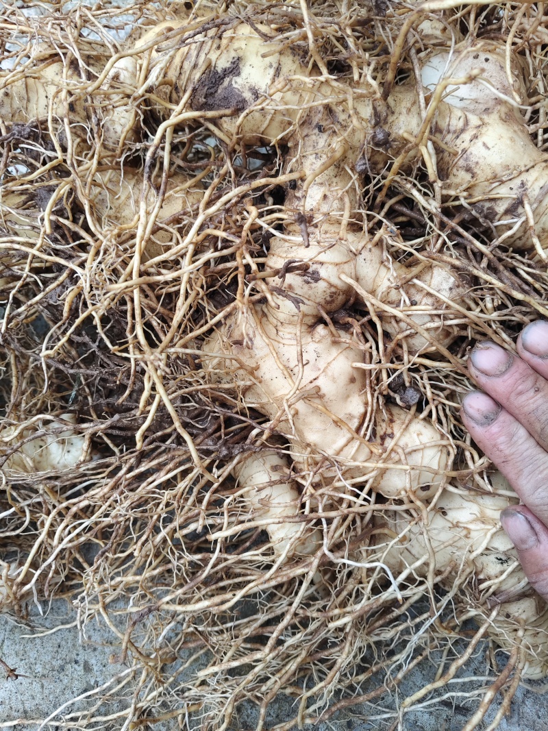 黄精又名老虎姜含有多种维生素