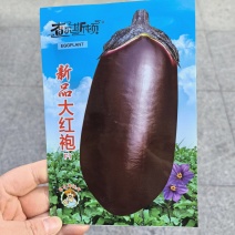 新品大红袍紫红茄种籽肉质松软细腻高产春秋播种面包茄种子