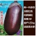 新品大红袍紫红茄种籽肉质松软细腻高产春秋播种面包茄种子